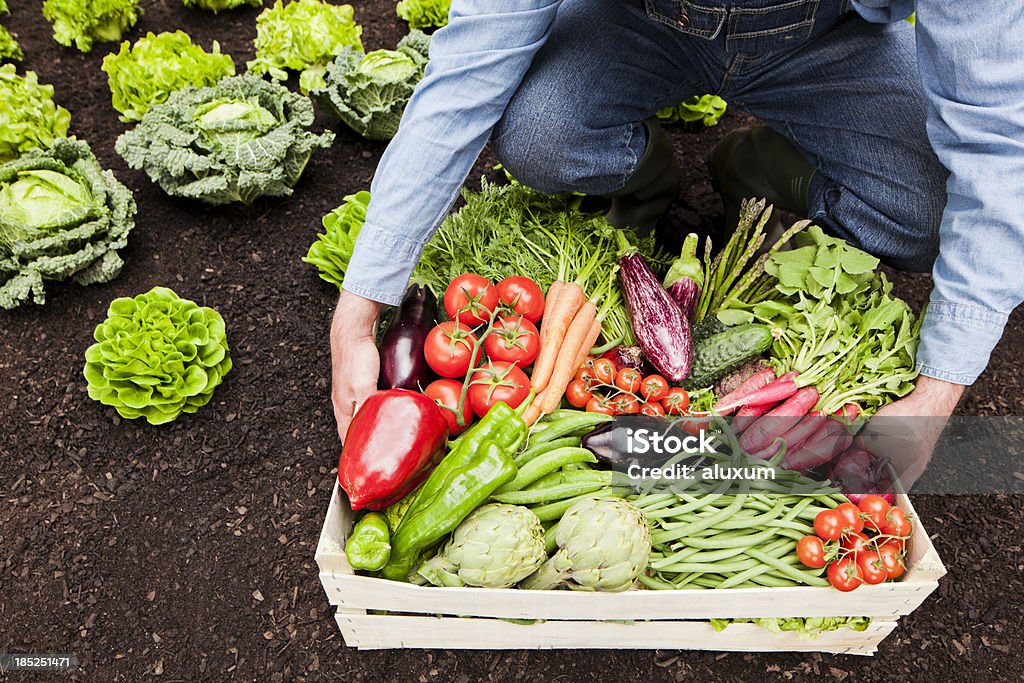 Boîte avec légumes - Photo de Accroupi libre de droits