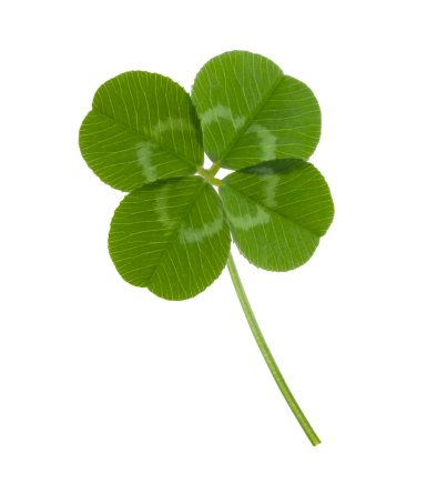 Four leaf clover for luck