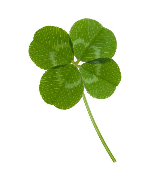 Four leaf clover on white background Four leaf clover for luck good luck charm photos stock pictures, royalty-free photos & images