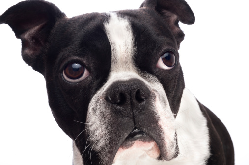 Close up of Boston Terrier isolated on white.Similar Photos: