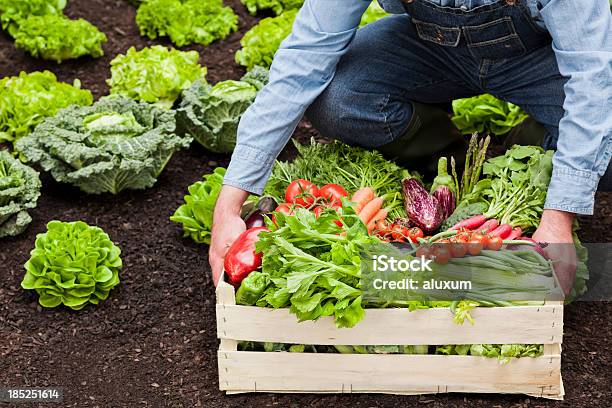 Foto de Comida Orgânicos e mais fotos de stock de Adulto - Adulto, Agachando-se, Agricultor