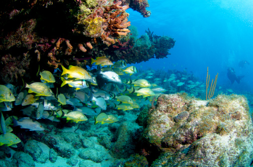 Man scuba diver cleaning plastic  from the tropical coral reef. World ocean contaminated by plastic. Environment pollution concept.