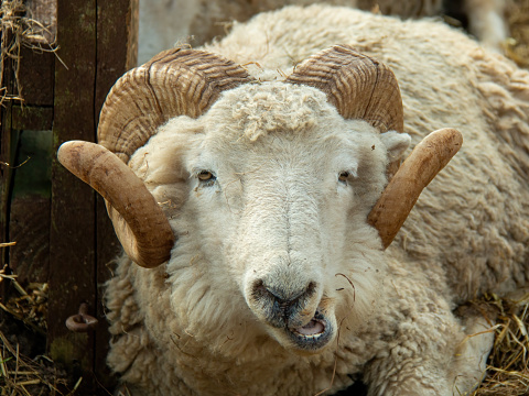 Close-up of a grown Katahdin sheep ram on a green field