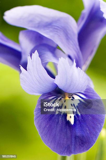 Closeup Di Un Blu Iris - Fotografie stock e altre immagini di Iris - Pianta - Iris - Pianta, Ambientazione esterna, Bellezza