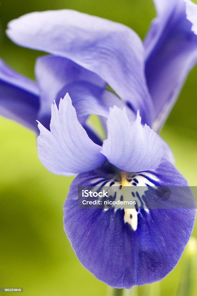 Close-Up de um azul íris. - Foto de stock de Íris - Planta royalty-free