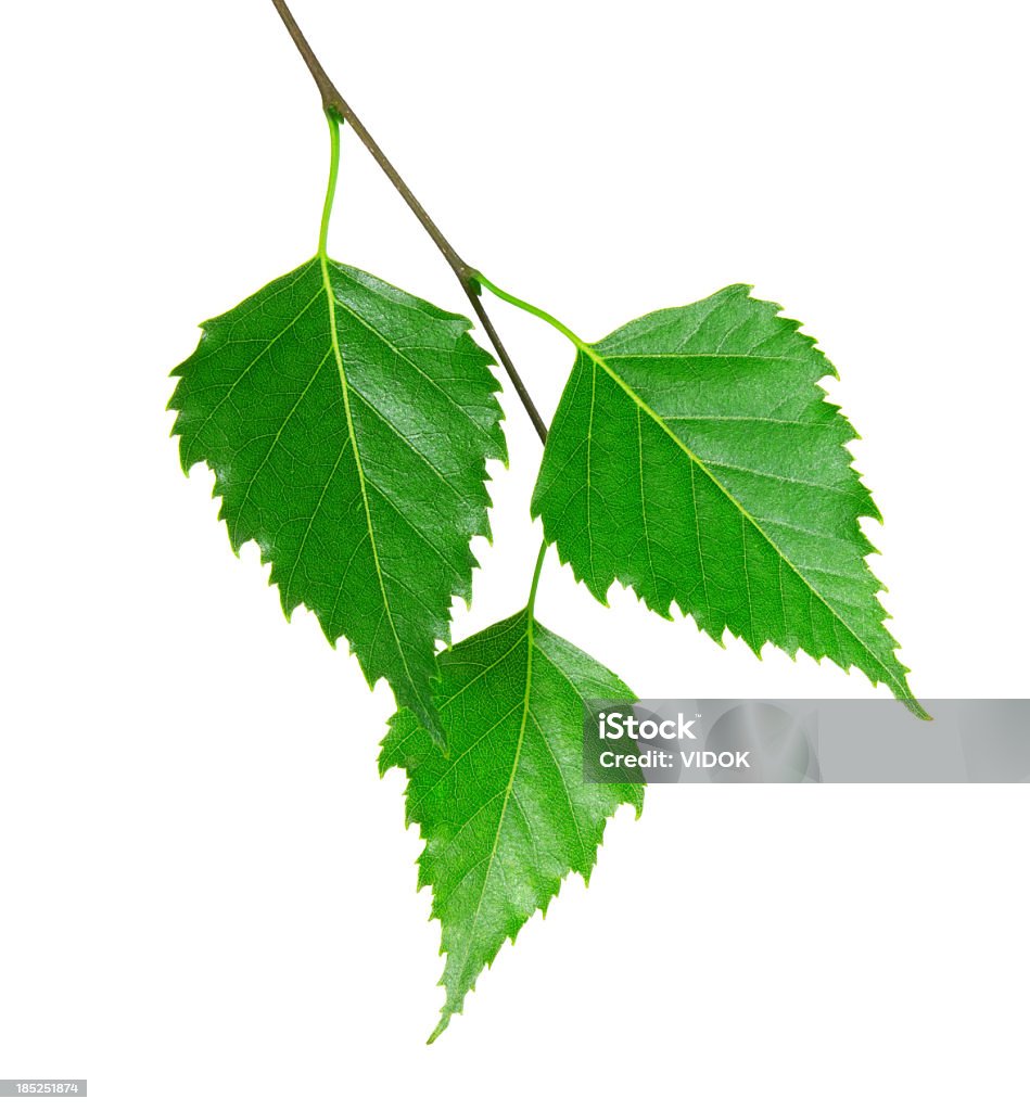 3 fresh green leaves from a branch Branch with bright green leaves on a white background. Leaf Stock Photo