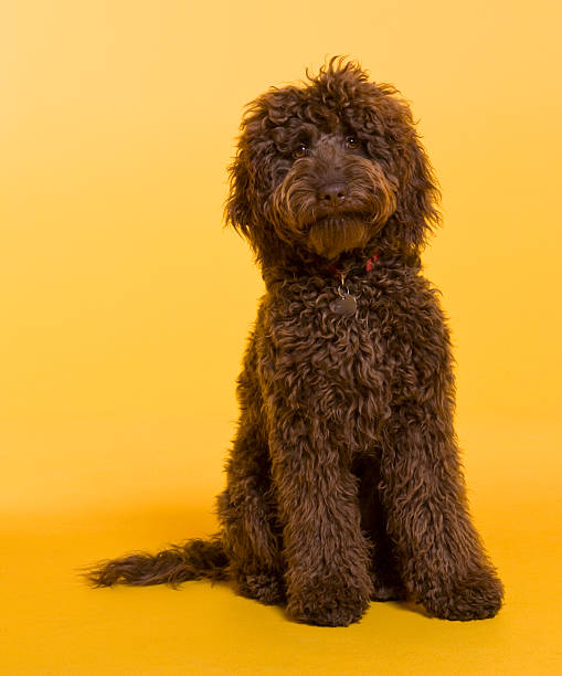 istock Chocolate Labradoodle photographed against yellow background 185251889
