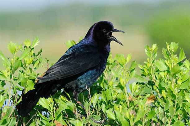 배죠 꼬리 grackle 전화. - quiscalus 뉴스 사진 이미지