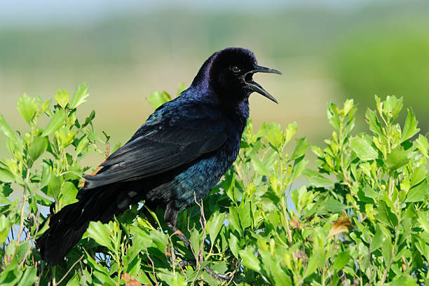 Photo of Boat-tailed Grackle calling.