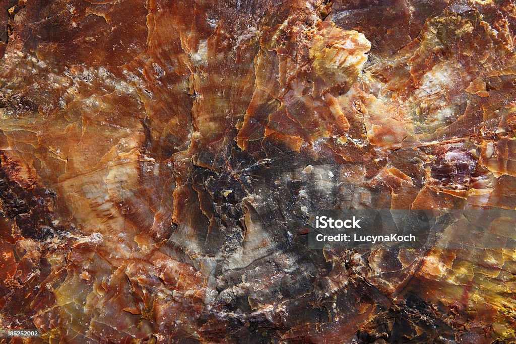 Versteinertes Holz Fossil - Lizenzfrei Alt Stock-Foto