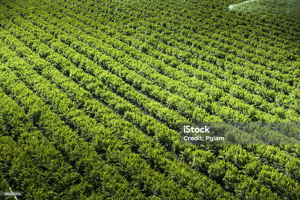 Cultivo crece en determinadas tierras fértiles - Foto de stock de Abundancia libre de derechos