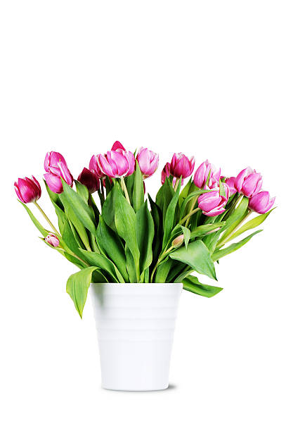 istock Bouquet of Tulips 185252122