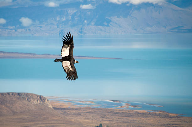 Patagonian Condor "Condor flying above Lake Argentina near El Calafate, Argentina." condor stock pictures, royalty-free photos & images