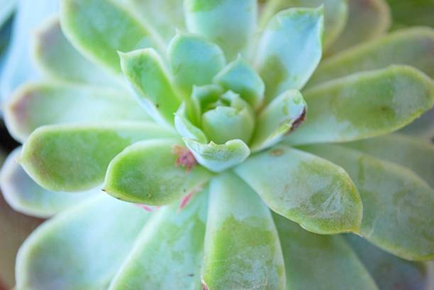 istock 'Hens and Chicks' Succulent in soft focus 185252259