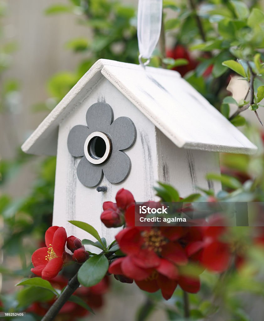 Petite cabane à oiseaux au printemps - Photo de Cabane à oiseaux libre de droits