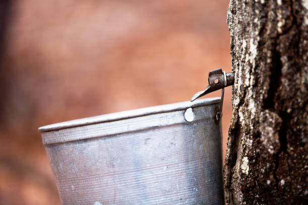 xarope de bordo - maple tree - fotografias e filmes do acervo