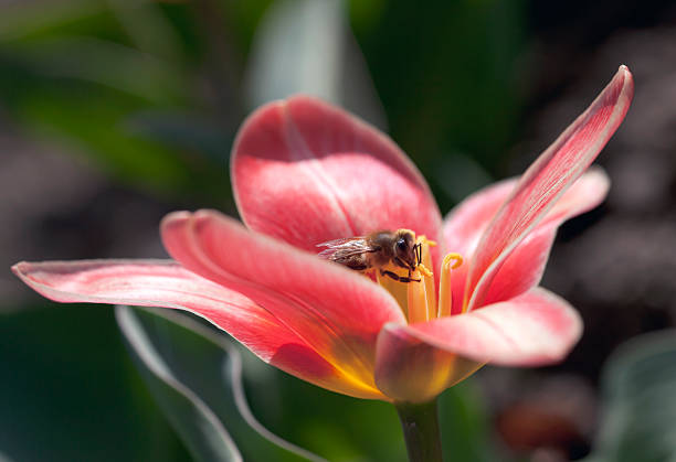 Bee in Tulip Bee inside Tulip (Tulipa Tarda). Spring. Selective focus, shallow DOF. tulipa tarda stock pictures, royalty-free photos & images