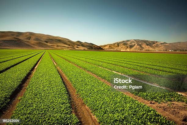 작물 대한 성장하십시오 비옥한 농토와 캘리포니아에 대한 스톡 사진 및 기타 이미지 - 캘리포니아, 들, 살리나스-캘리포니아