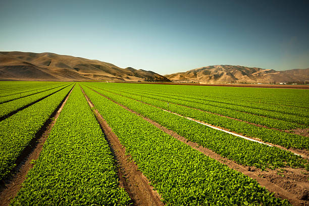 istock Crops grow on fertile farm land 185252504