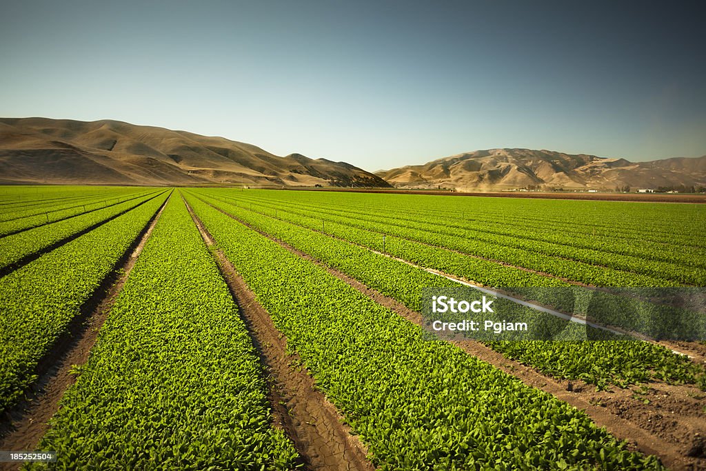 Uprawy Dorasta na żyznej ziemi farm - Zbiór zdjęć royalty-free (Stan Kalifornia)