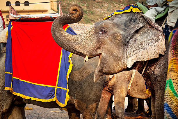 istock Indian elephants in Jaipur 185252606