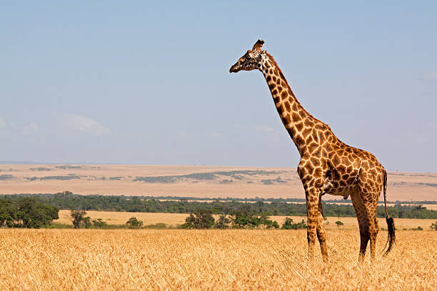 istock Giraffe and safari landscape 185252734