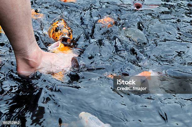 Pesci Come Una Pet - Fotografie stock e altre immagini di Acqua - Acqua, Acquario - Prodotti per animali domestici, Acquarium