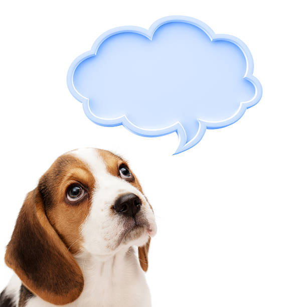 istock Beagle puppy with speech bubble isolated on white background 185252858