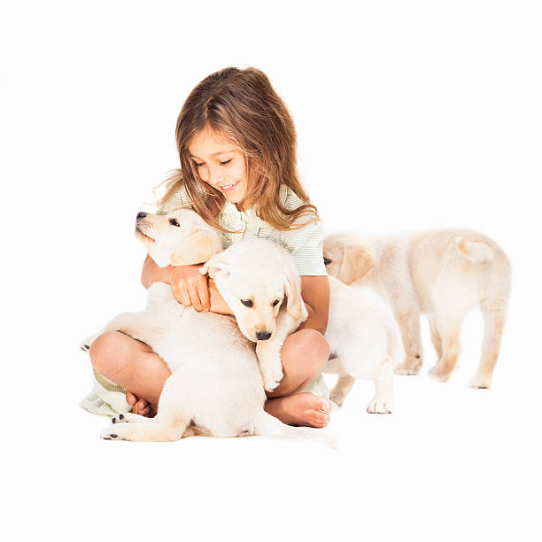 Girl Playing With Dogs Cute little girl playing with dogs over white background. Square Shot. Pls checkout our lightboxes  dog group of animals three animals happiness stock pictures, royalty-free photos & images