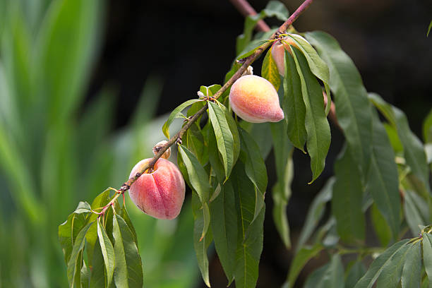 Peaches stock photo