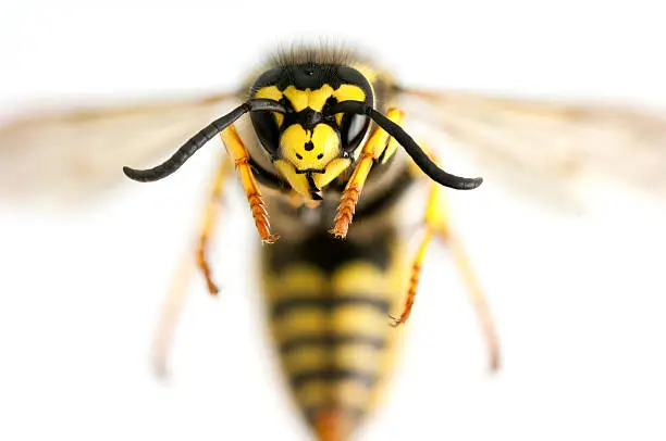 Photo of Wasp closeup