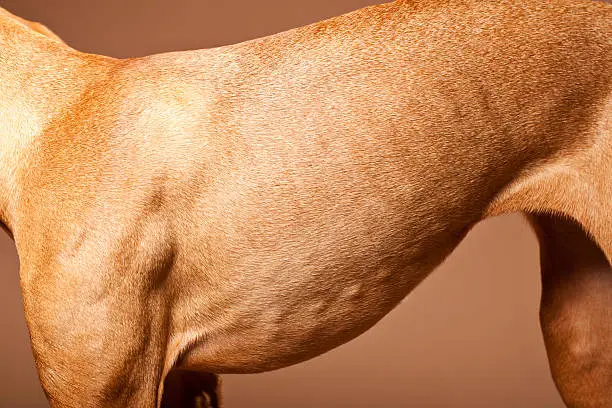 Photo of Fur of a Magyar Vizsla Dog