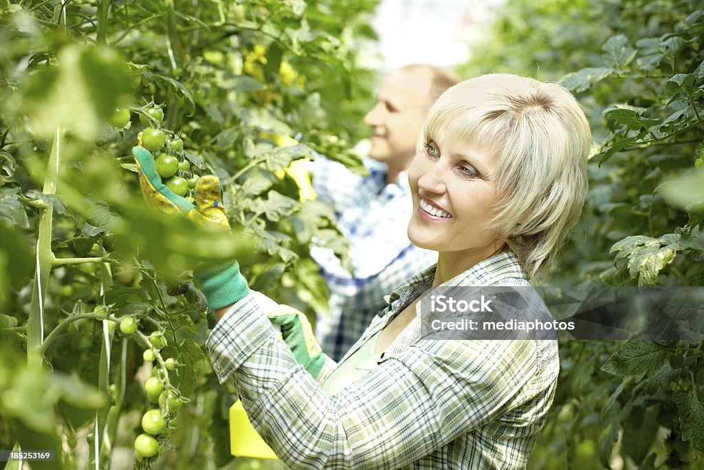 Cuidar de árboles de tomate - Foto de stock de 40-44 años libre de derechos