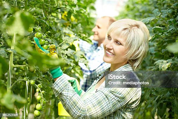 Cuidar De Árboles De Tomate Foto de stock y más banco de imágenes de 40-44 años - 40-44 años, Actividad de agricultura, Adulto