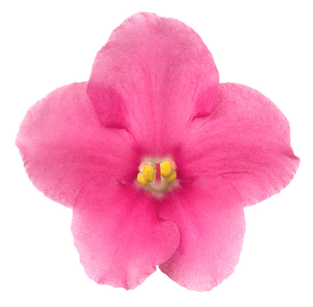 saintpaulia. - stamen purple african violet clipping path zdjęcia i obrazy z banku zdjęć