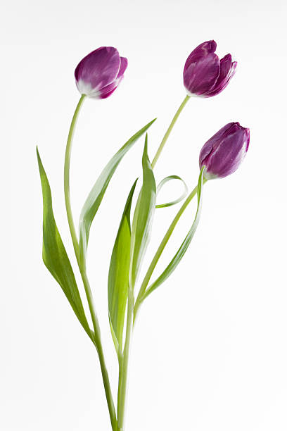 istock Lila tulipes in sunlight 185253253