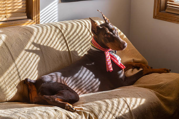 Pretty Doberman Pinscher girl lounging in beautiful light.