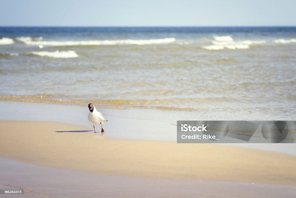 Lachmöwe ist um mich - Lizenzfrei Ostsee Stock-Foto