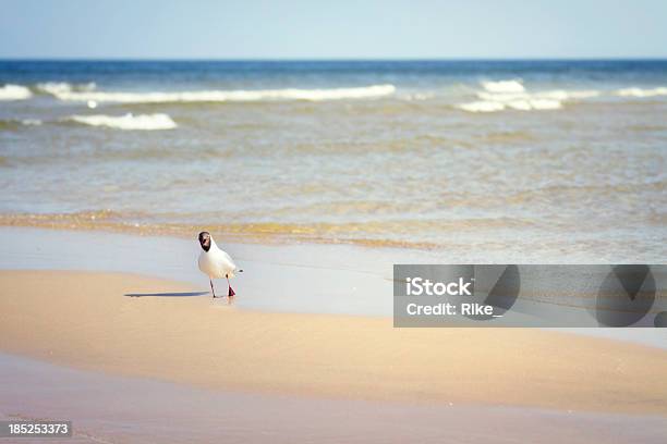 Lachmöwe Ist Um Mich Stockfoto und mehr Bilder von Ostsee - Ostsee, Bildschärfe, Blick in die Kamera