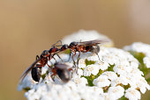 ameisen-auf-schafgarbe.jpg?b=1&s=170x170&k=20&c=MkOm_9oHkSNG4dJ1B1iIQkSsHXePJVCkXAY6LmZRVCQ=