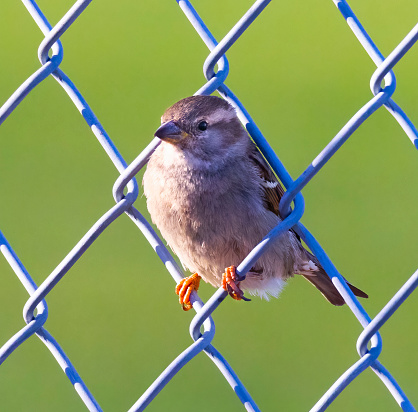 Little sparrow perched on wire fence, watching the game for free.