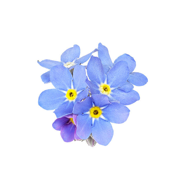 forget-me-not (myosotis) isolated on white blue forget-me-not (myosotis) isolated on white forget me not stock pictures, royalty-free photos & images