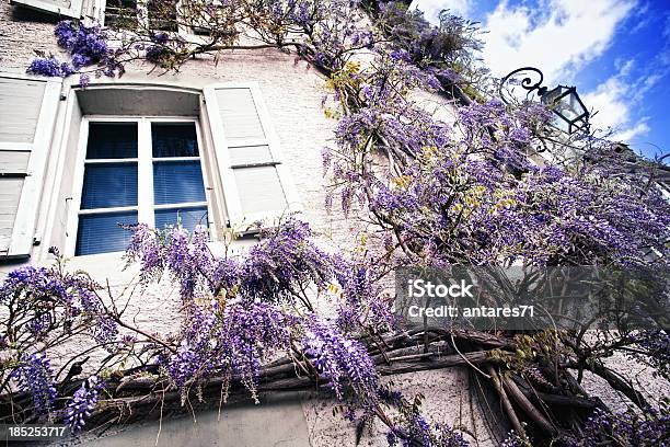 Vecchio Glicine - Fotografie stock e altre immagini di Ambientazione esterna - Ambientazione esterna, Aprile, Bianco