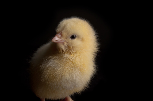 Baby chick isolated on black. Low key.Similar Photos: