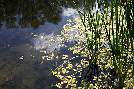 Algae and river plants.