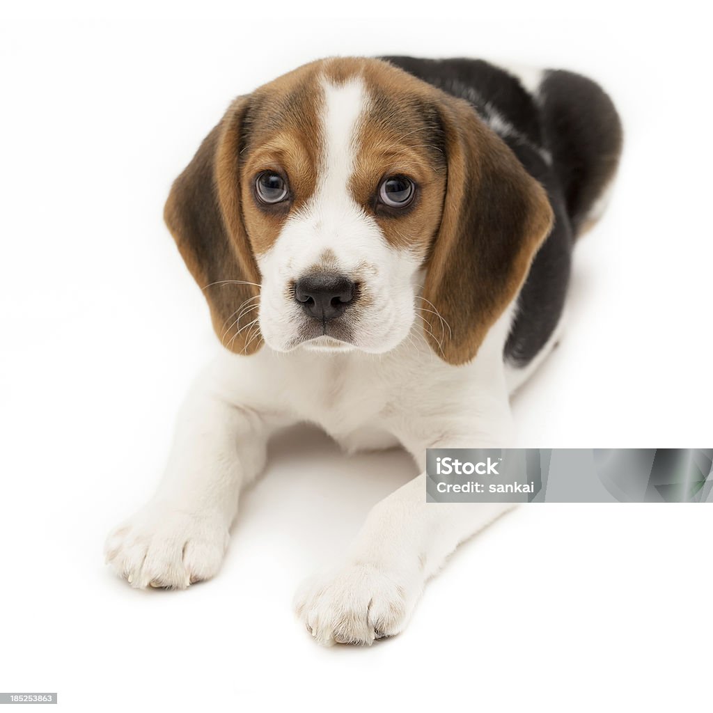 Beagle cachorrinho, isolado no fundo branco - Foto de stock de Amuado royalty-free