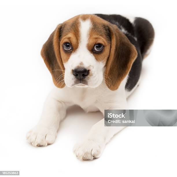 Foto de Beagle Cachorrinho Isolado No Fundo Branco e mais fotos de stock de Amuado - Amuado, Animais Machos, Animal
