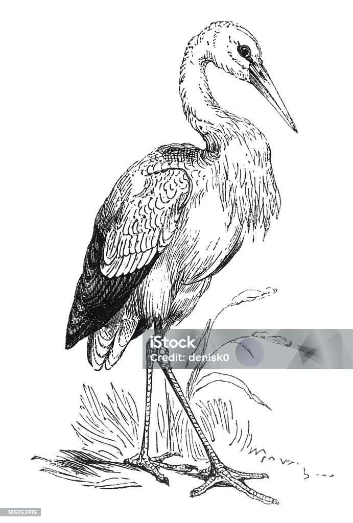 Stork "Storks are large, long-legged, long-necked wading birds with long, stout bills. They belong to the family Ciconiidae. Illustration was published in 1870" Engraved Image stock illustration