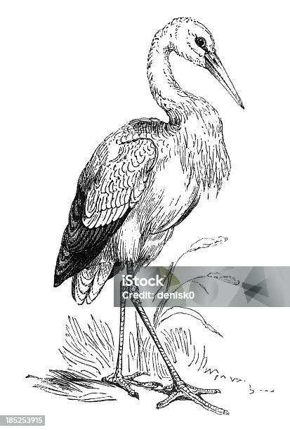 Stork Stock Illustration - Download Image Now - Engraved Image, Stork, Animal