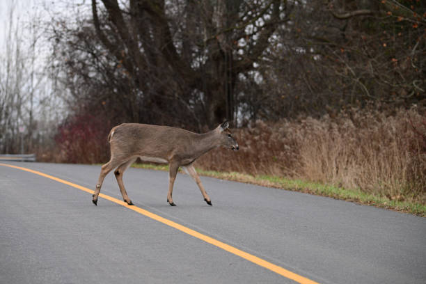 istock White-tailed Deer doe crossing the road 1852539477